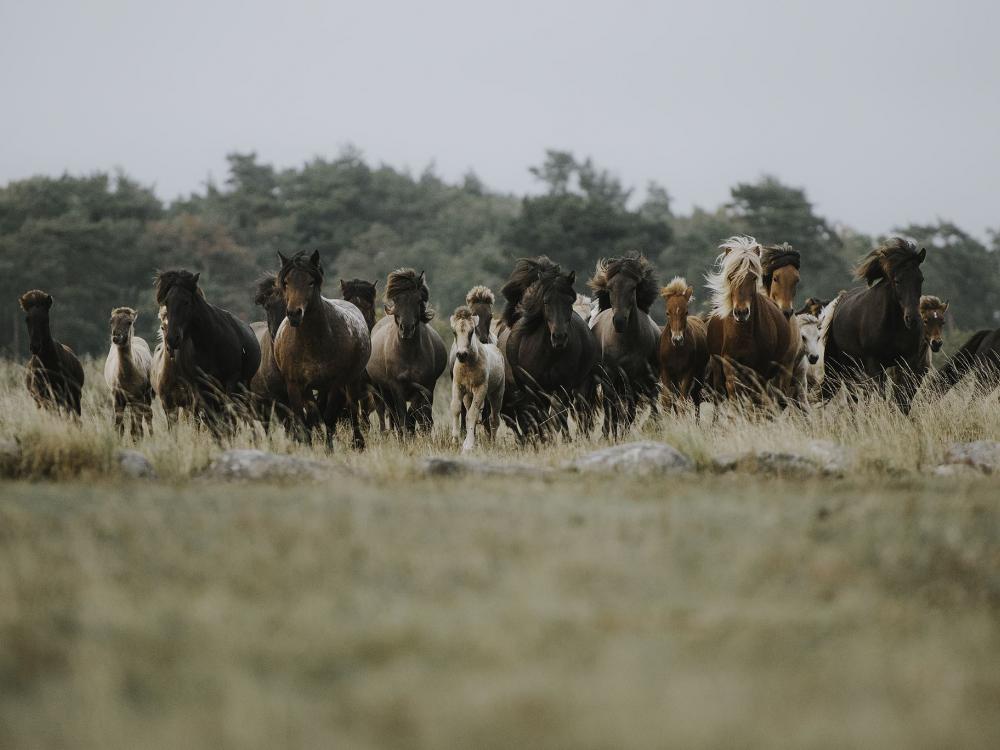 Kvarnbacka Islandshästar